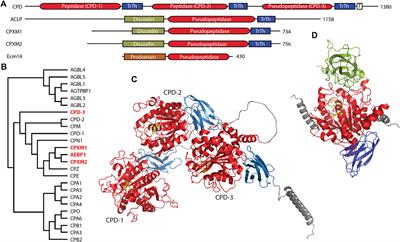 Inactive metallopeptidase homologs: the secret lives of pseudopeptidases